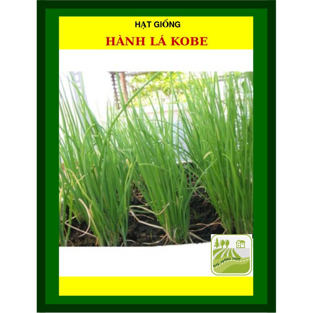 10 gram Hạt Giống Hành Lá Kobe Cây Cứng, Dày, Thơm