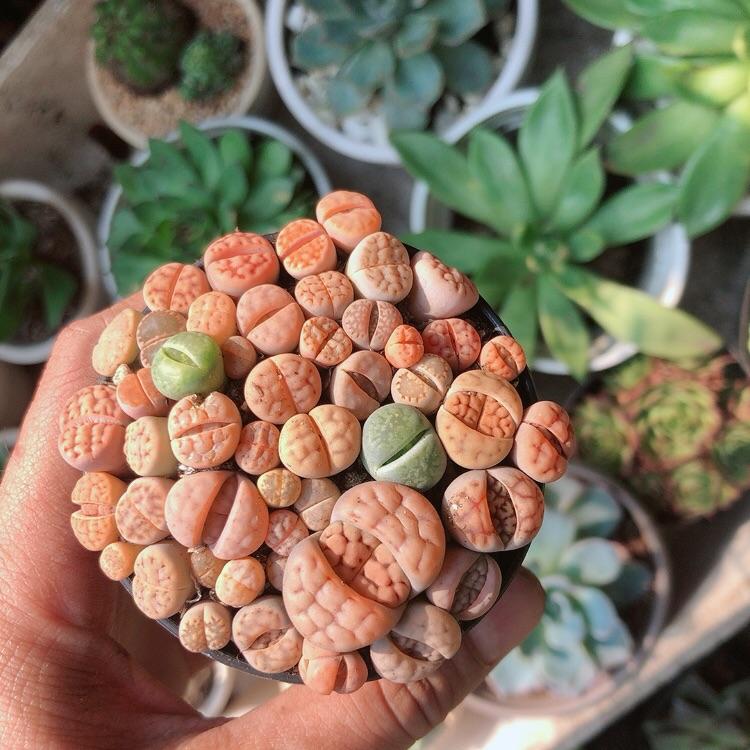 Cây Thạch Lan -Hoa Sỏi-Thạch Lan