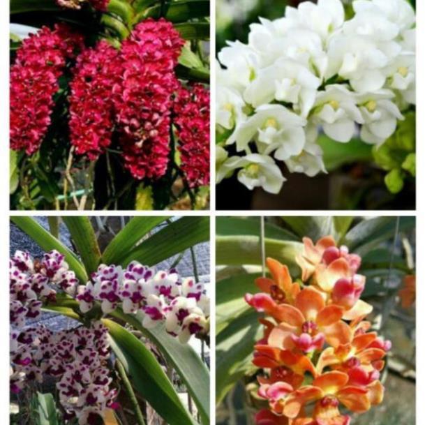 Hoa phong lan nghinh xuân hoa tết+ 700g phân thỏ hữu cơ