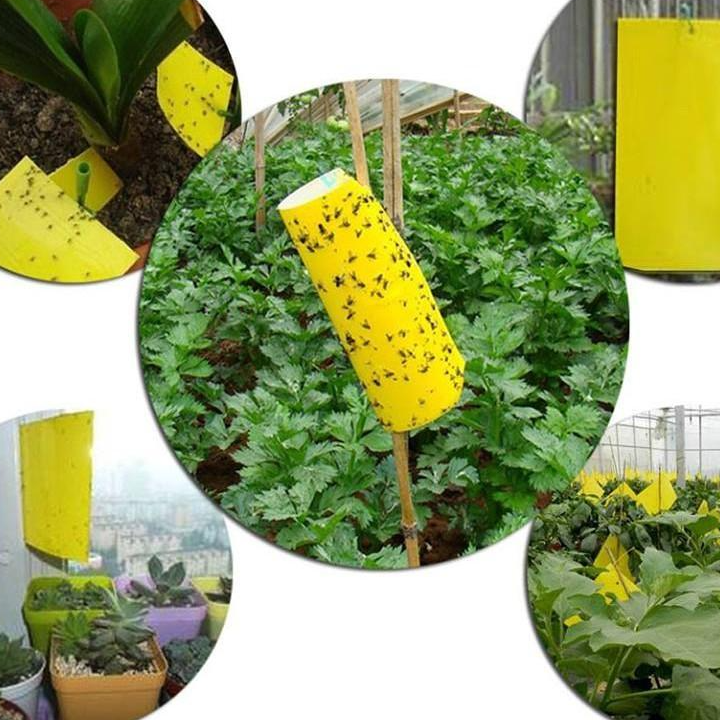 20 Miếng Dính Ruồi Vàng & Các Loại Côn Trùng - Hiệu Quả Nhanh