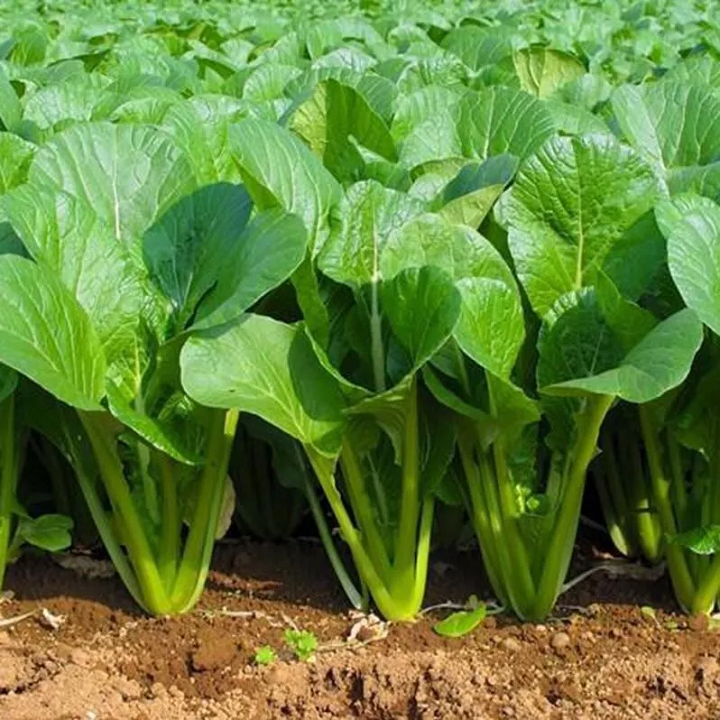 200g Phân Hữu Cơ Vi Sinh Voi Xanh MTX- Nguyên Liệu Từ Phân Bò Khô, Chuyên Dùng Bón Cho Rau, Hoa, Cây Cảnh, Cây Ăn Qủa