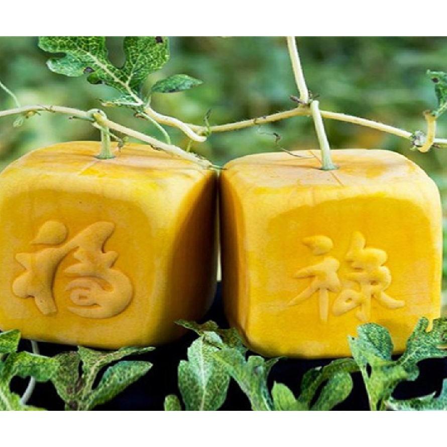 Hạt giống dưa hấu vỏ vàng ruột đỏ f1- Gói 10 hạt-tặng kèm gói phân bón lót