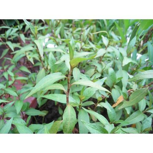 CHẬU CÂY RAU RĂM,CHẬU CÂY RAU RĂM-