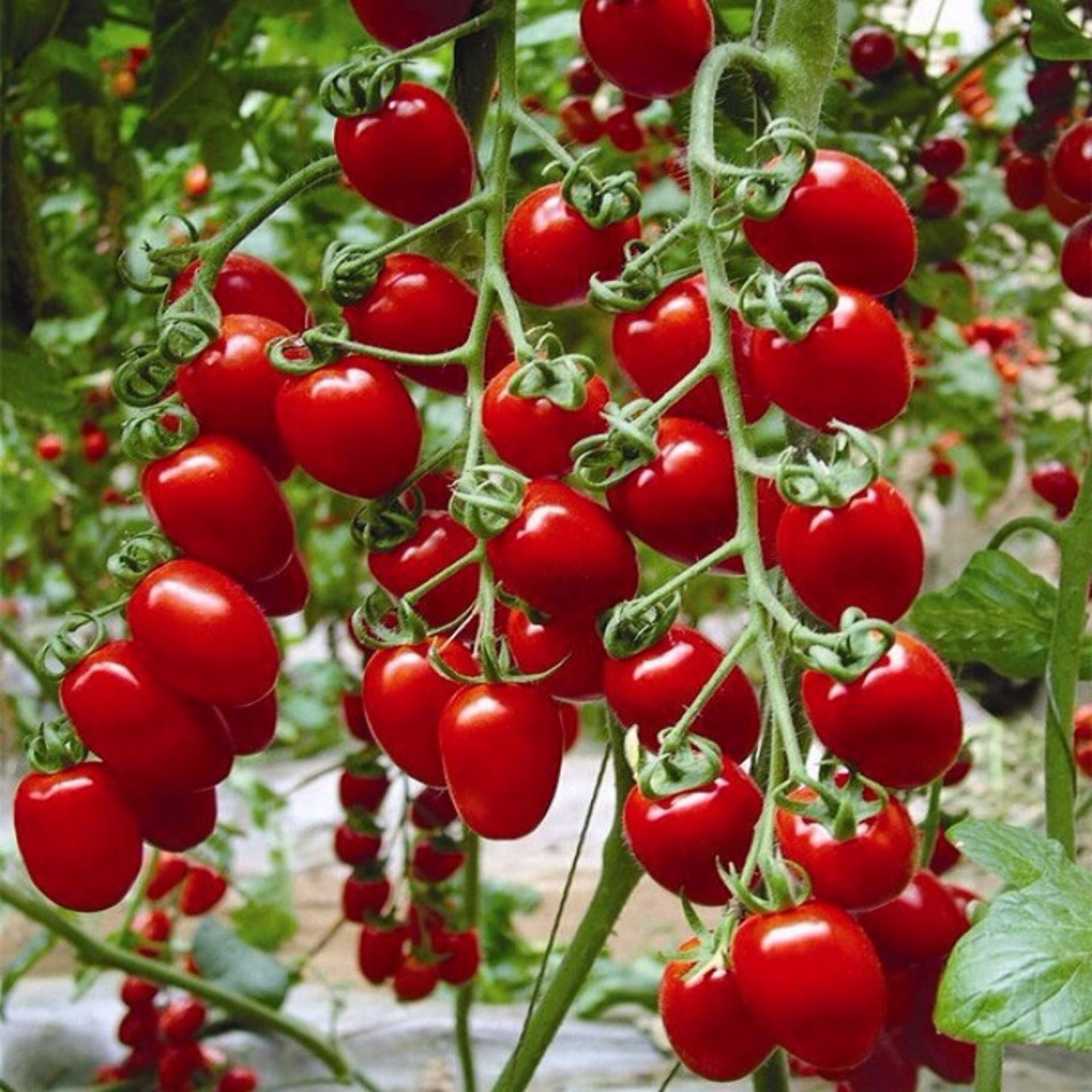 Hạt Giống Cà Chua Cherry Đỏ,Loại Quả Giàu Vitamin A, C và K Rất Tốt Cho Sức Khỏe, Trồng Được Quanh Năm - Nông Sản Vàng