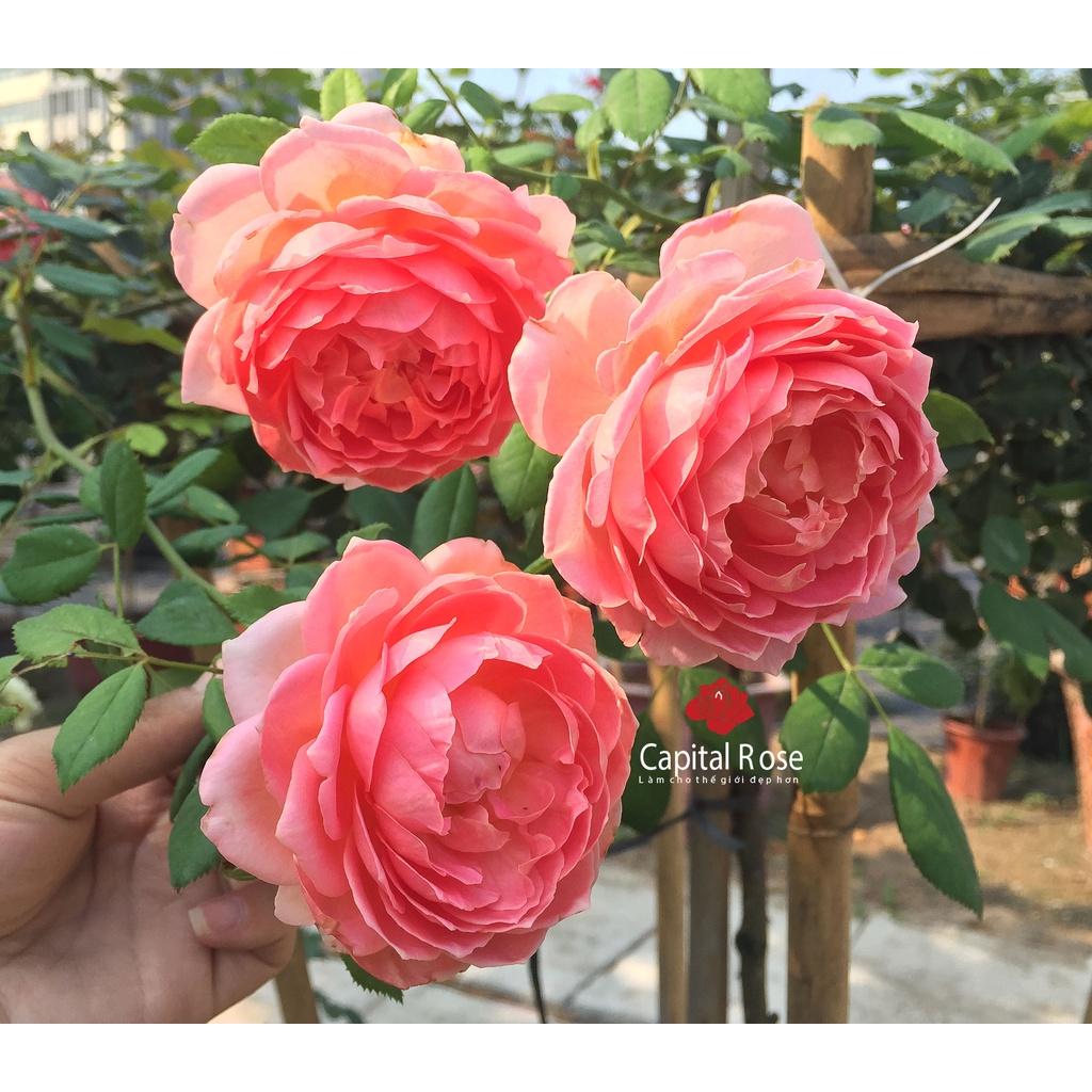 Hoa hồng ngoại Jubilee Celebration rose –