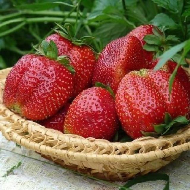 Dâu tây đỏ trái to 50 hạt