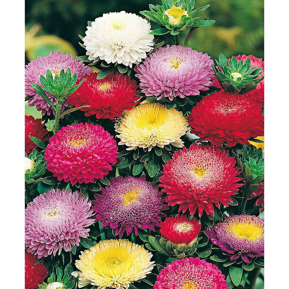 Hạt Giống Hoa Cúc Đài Loan Nhiều Màu Mix