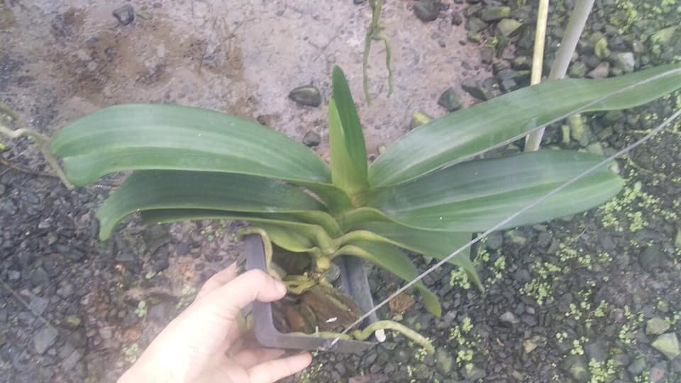Hoa phong lan- com bo đai châu- ngọc điểm năm 2 cây cực đẹp