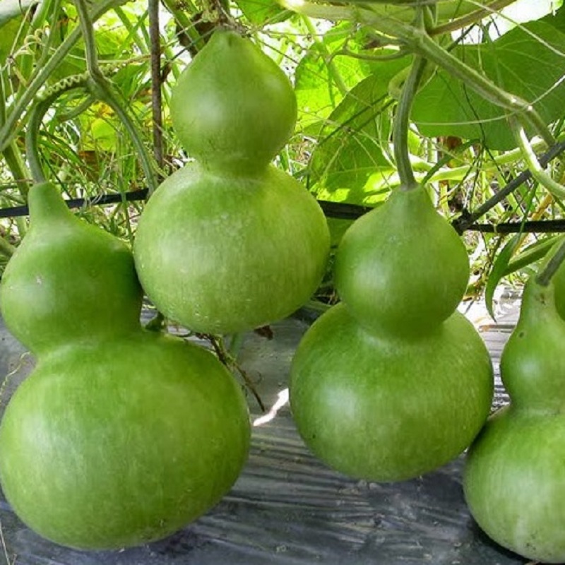 Hạt giống Bầu Nậm Đẹp Mắt Cho Sai Quả, Hạt Nảy Mầm Tốt, Thích Hợp Với Khí Hậu Việt Nam - Nông Sản Vàng