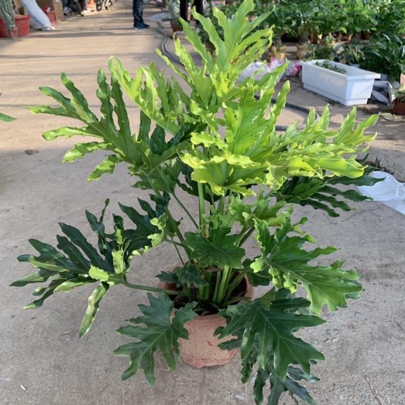 Cây trầu bà lá xẻ, trầu bà thanh xuân cao 50cm, cây cảnh phong thủy trồng trong nhà, mang đến tài lộc, may mắn
