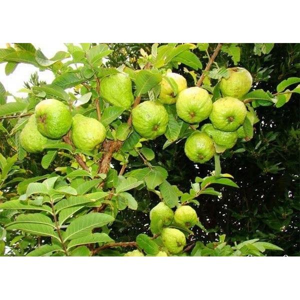 ️ CÂY GIỐNG ️ Cây Giống Ổi Nữ Hoàng Ngon Giòn Ngọt Siêu Trái Trồng Chậu SAMSON GARDEN
