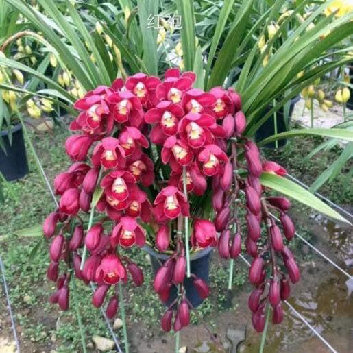 Phân bón dưỡng hoa lâu tàn Đầu Trâu 901 hũ 100g