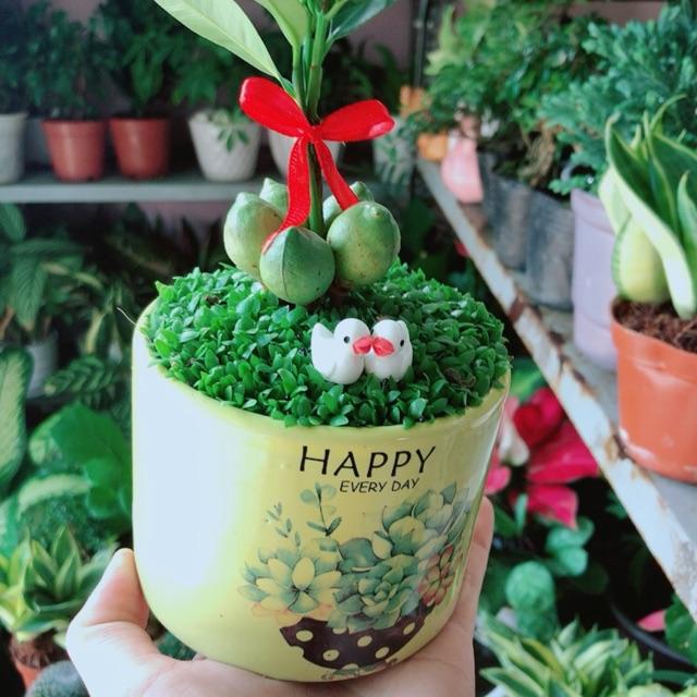 Chậu Cây May Mắn