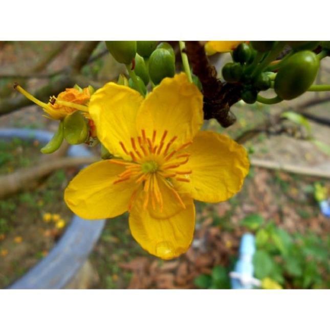 COMBO 2 BẦU CÂY GIỐNG MAI VÀNG 5 CÁNH ĐƠN