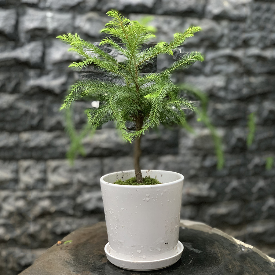 Cây Tùng Bồng Lai