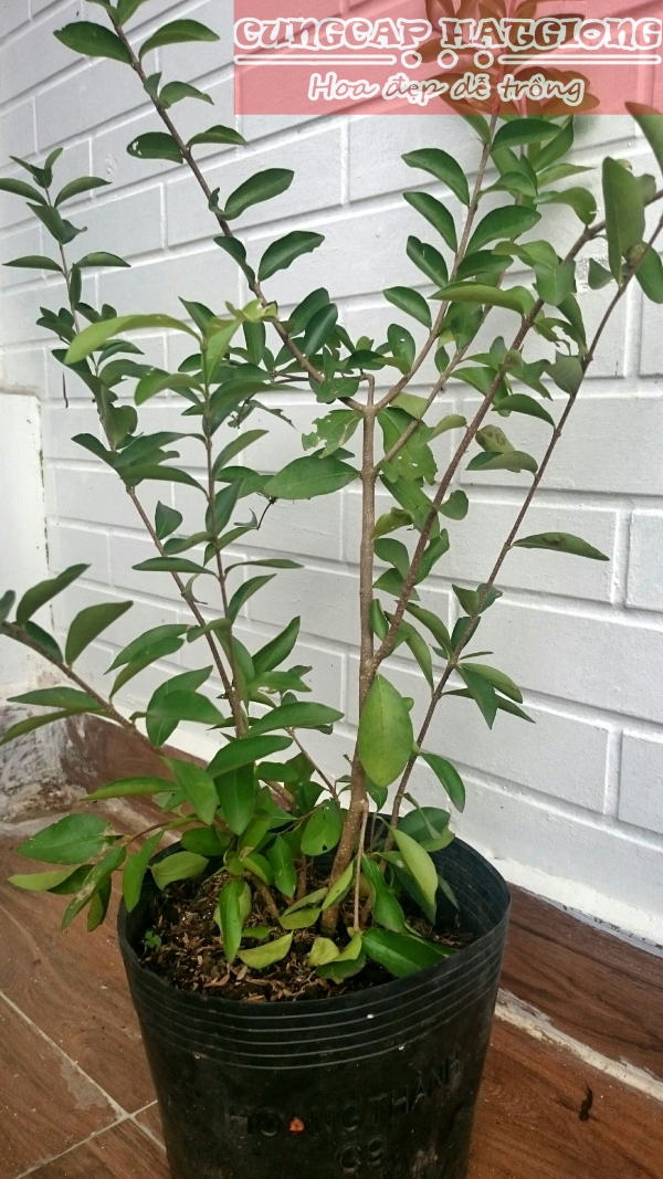 CÂY GIỐNG CÂY SƠ RI THÁI TRÁI NGỌT, SIÊU QUẢ,