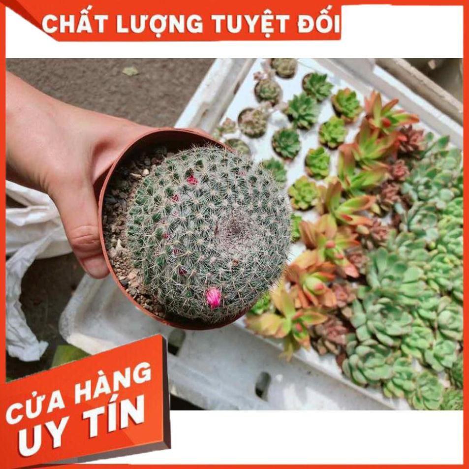 Xương rồng có hoa Nhiều Người Mua