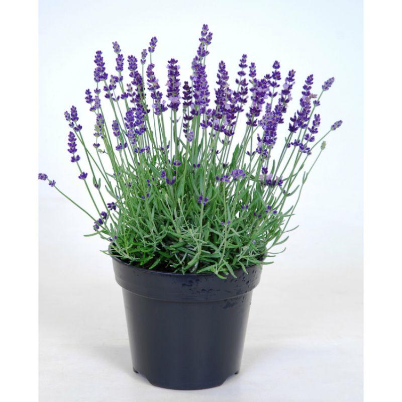 Hạt Giống Hoa Lavender - Hoa Đẹp- Nảy Mầm Tốt - Cây Cảnh - Cây Phong Thủy - Cây Để Bàn- Cây Văn Phòng - Mộc Miên Garden