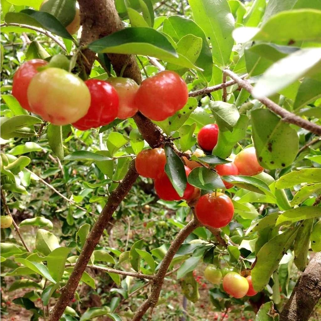 CÂY GIỐNG CÂY SƠ RI THÁI TRÁI NGỌT, SIÊU QUẢ,