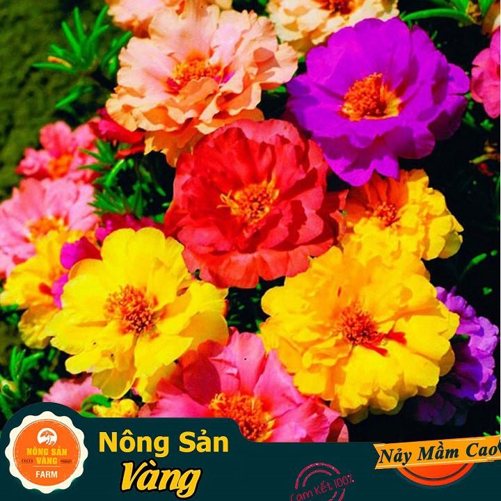 Hạt giống Hoa Mười Giờ Mỹ Nhiều Màu