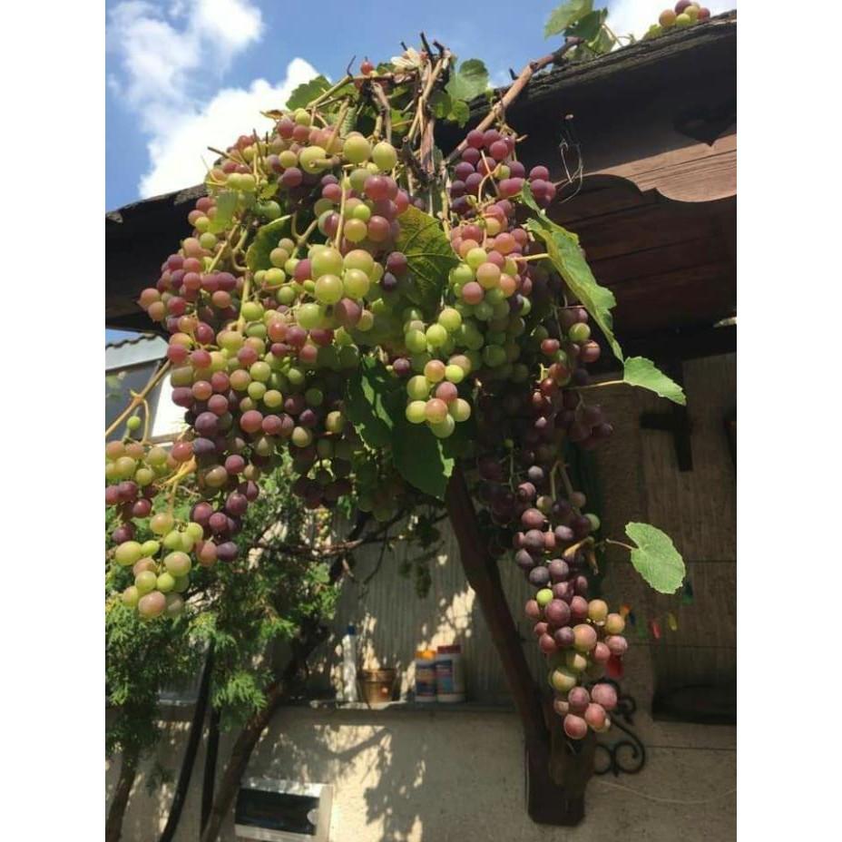 Giống nho siêu trái