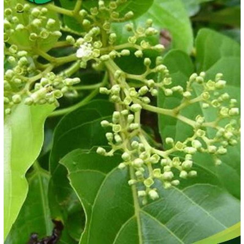 Cây giống lá gan