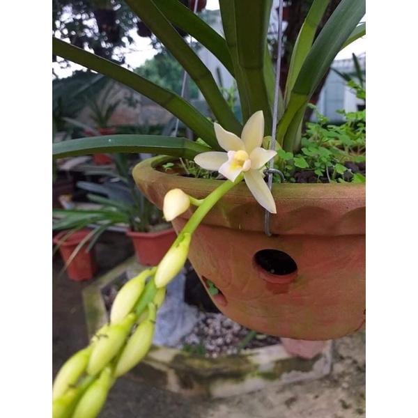 Lan kiếm vàng cánh bầu Hải Phòng