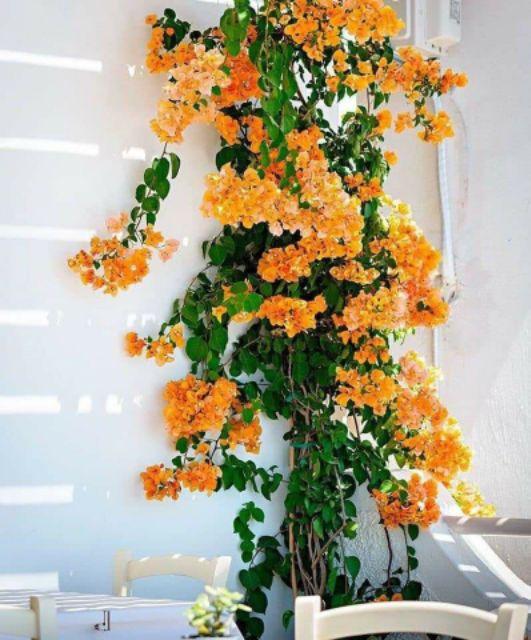CÂY HOA GIẤY MÀU CAM