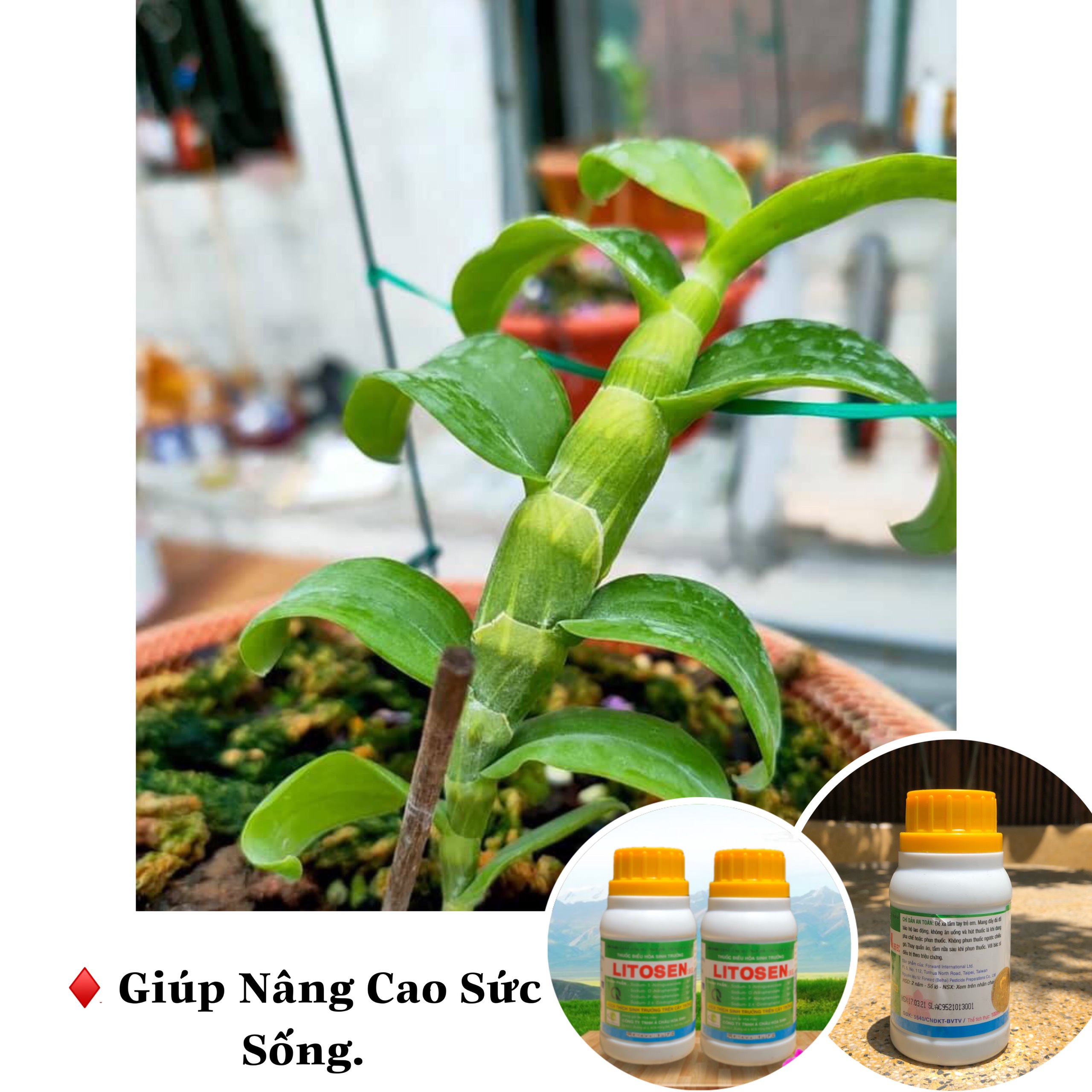 Litosen 1.95EC điều hòa sinh trưởng