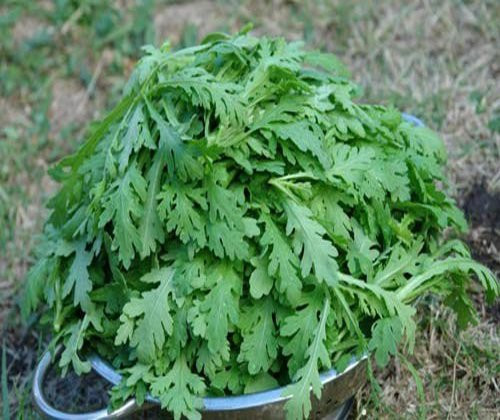 Hạt giống rau cải cúc tẻ 1