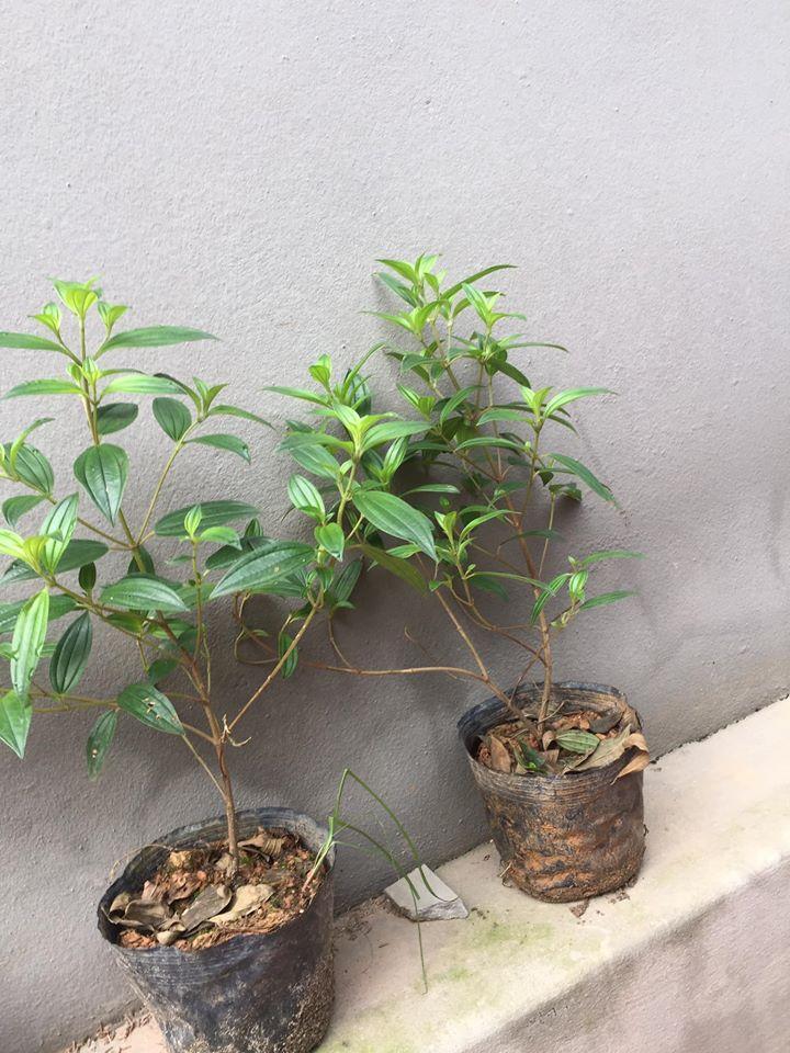 Cây giống sim thái