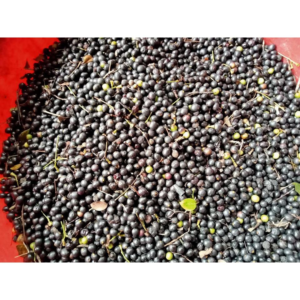 200 gram hạt giống long não, dã hương