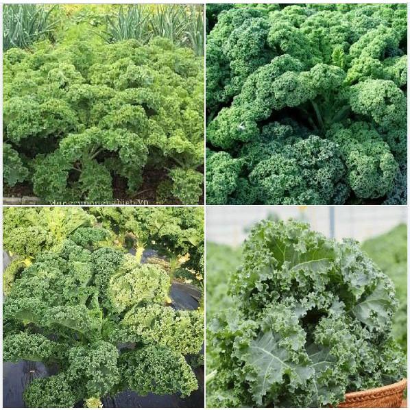 Hạt giống cải xoăn xanh ( cải kale xanh ) - 20 hạt/gói