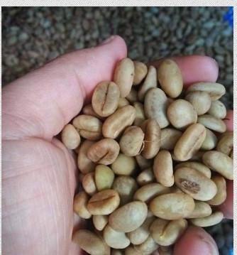 0,5 KG HẠT GIỐNG CÀ PHÊ VỐI LAI TRS1