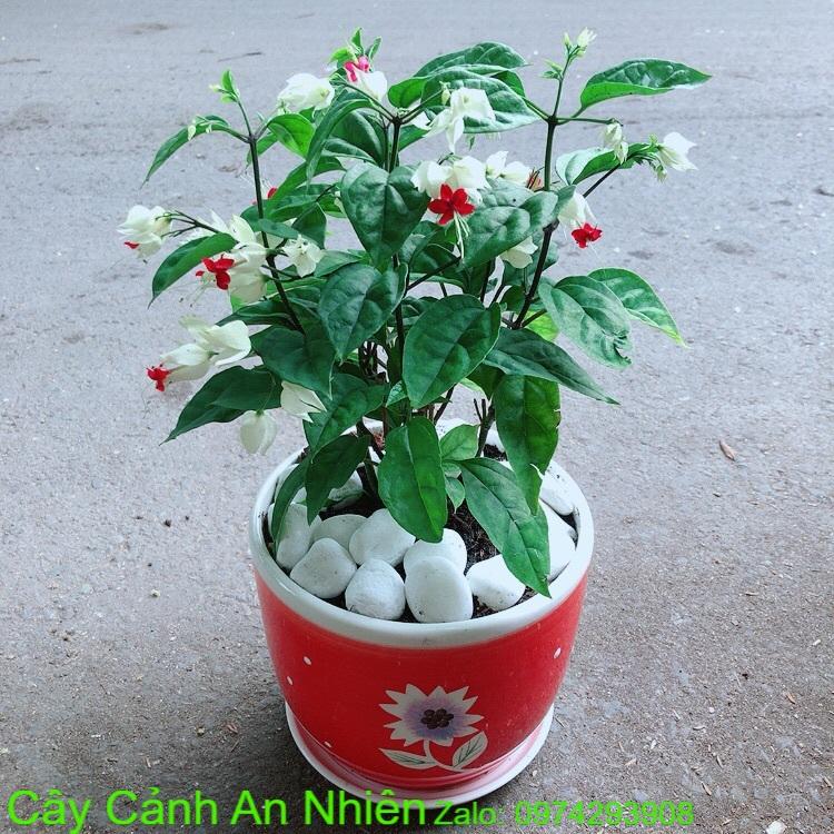 Chậu Cây Ngọc Nữ