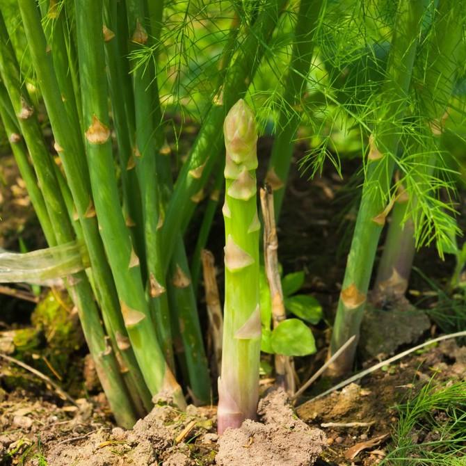 Hạt giống măng tây (tặng kèm phân)