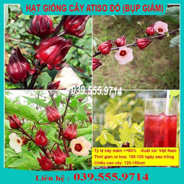 Hạt Giống ATISO ĐỎ - Hạt Dễ Trồng