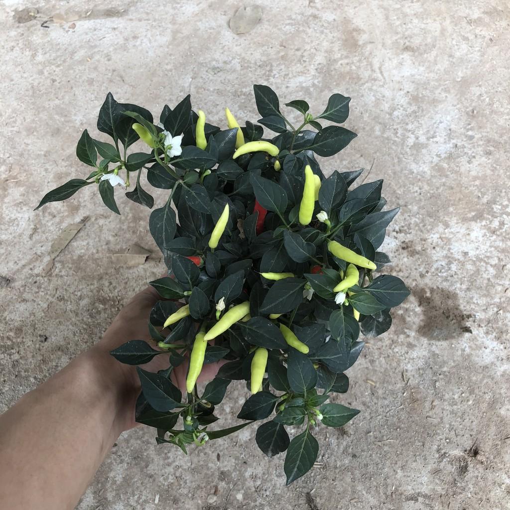 Cây ớt ngũ sắc, chiều cao 15-20cm sai quả to đẹp dễ chăm sóc sức chống chịu tốt thích hợp trang trí sân vườn, rau gia vị