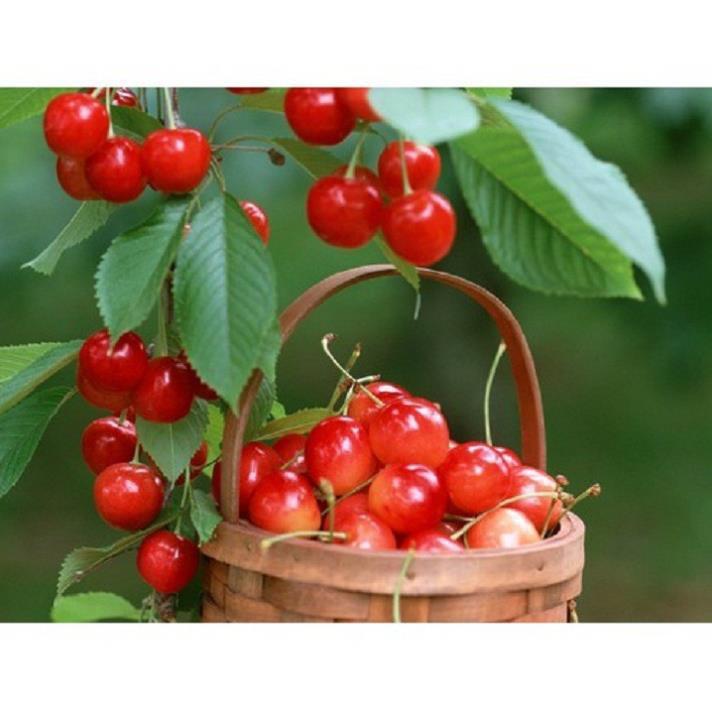 CÂY GIỐNG CÂY SƠ RI THÁI TRÁI NGỌT, SIÊU QUẢ, CAM KÉT CHUẨN GIỐNG F1 - CGCSRTF1