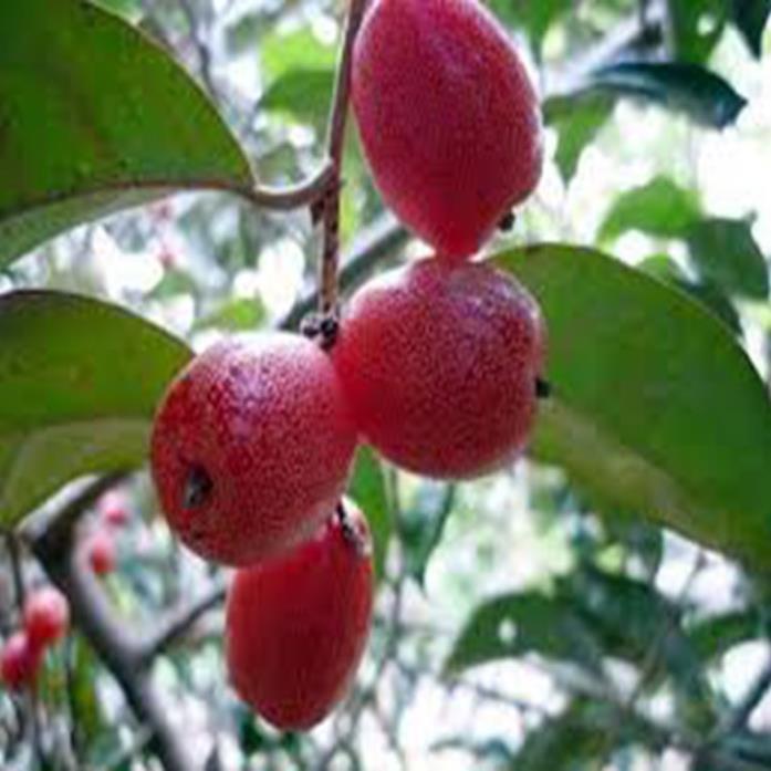 Combo 3 nhót ngọt - giống F1