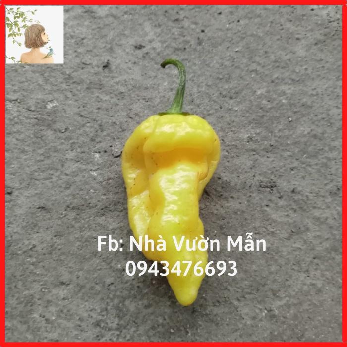 5 Hạt Ớt Bhut Jolokia Yellow