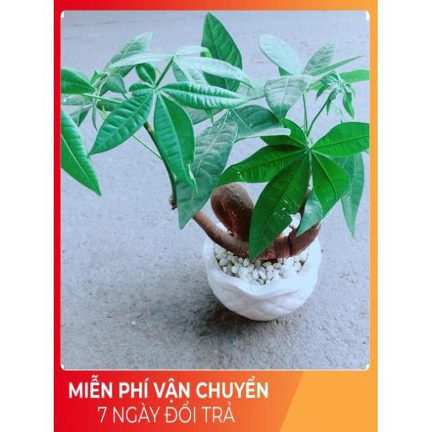 Chậu Kim Ngân Nơ