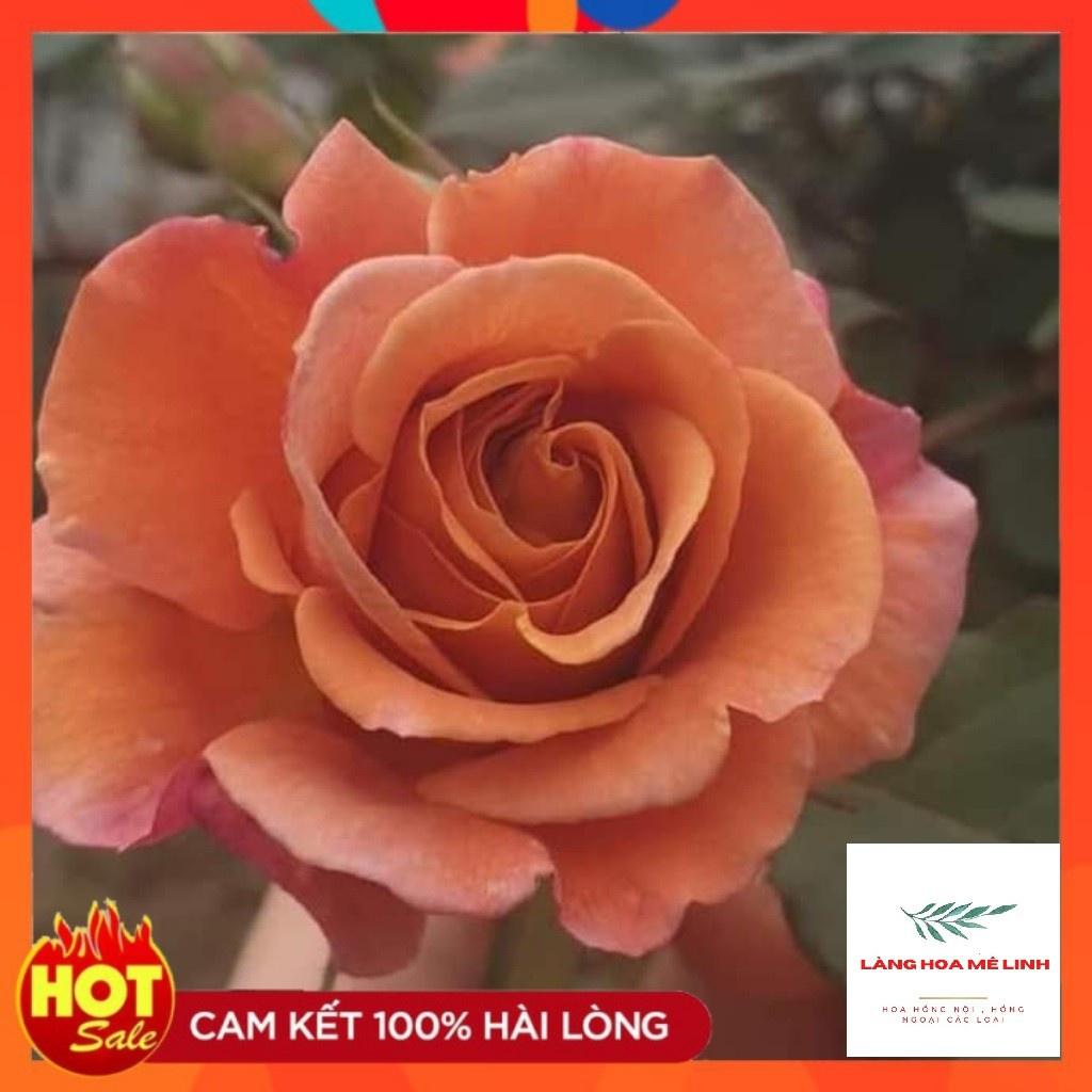 Hoa Hồng utsasime thân gỗ dáng tree cực đẹp