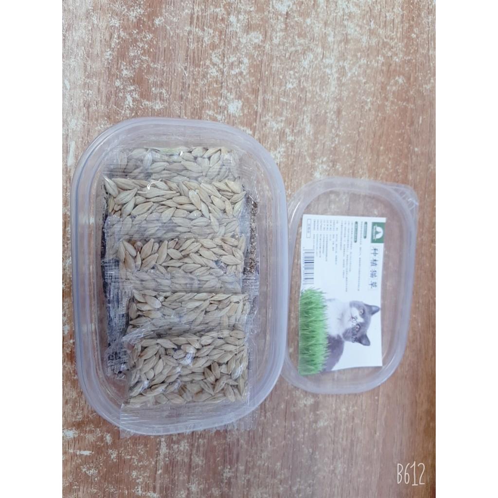 Combo hạt giống cỏ lúa mạch dinh dưỡng, kích thích tiêu hóa cho mèo ( 5 gói hạt, 1 túi cát, 1 khay trồng cỏ)