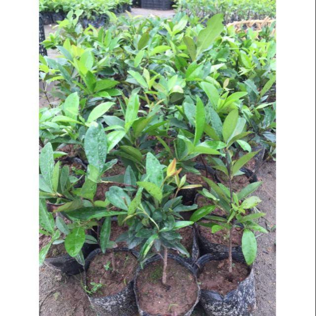 Cây giống cherry Brazil