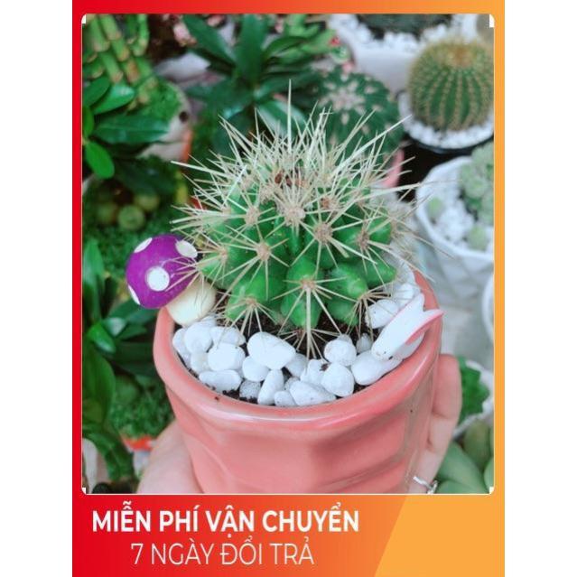 Chậu Xương Rồng Kim Hổ