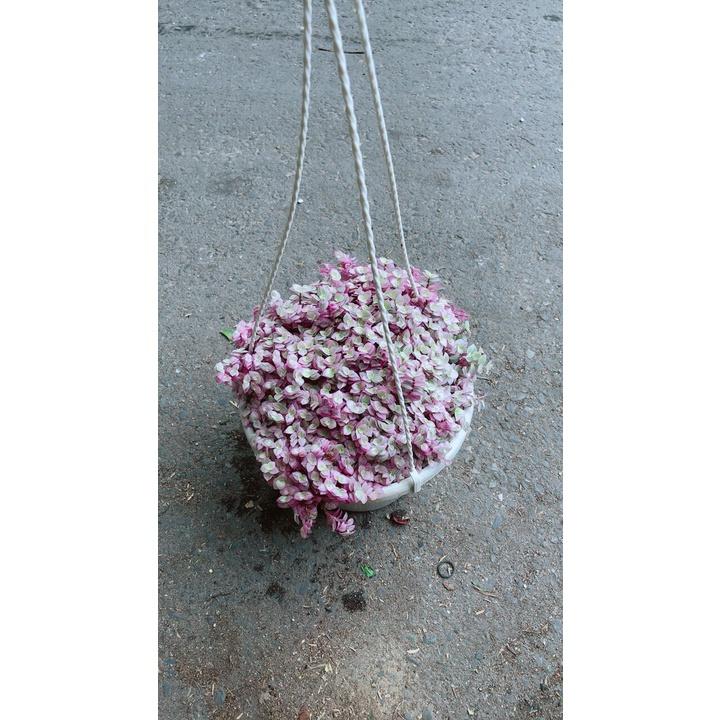 Chậu Lan Thái Hồng