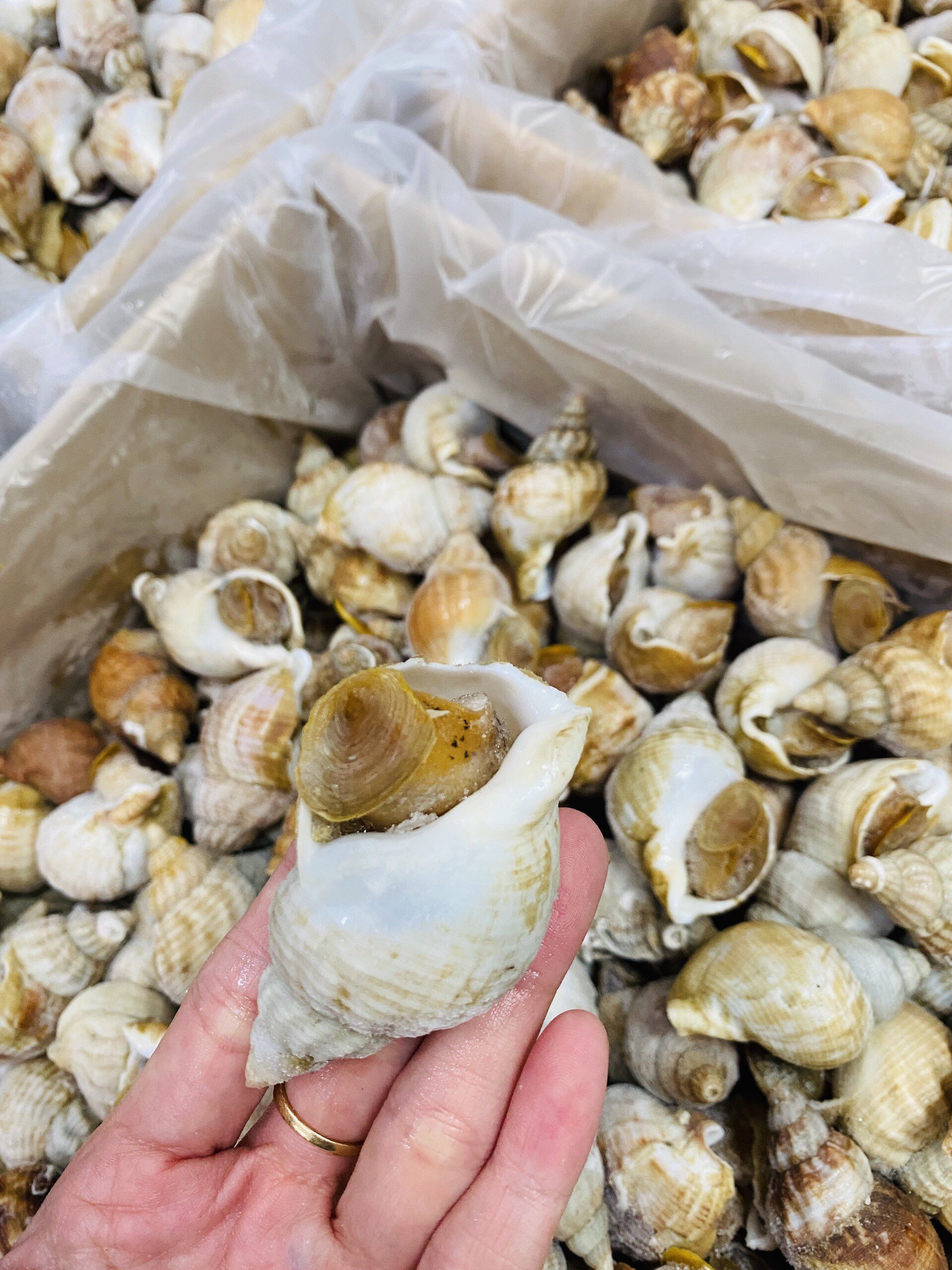 Ốc bulot Pháp - 1 kg