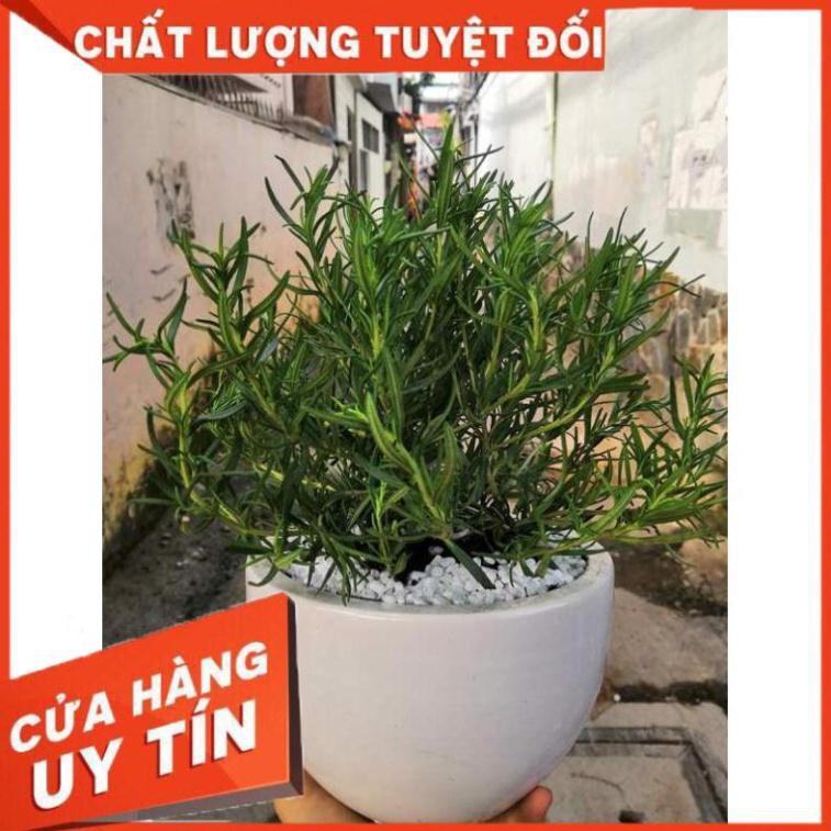 Chậu hương thảo Nhiều Người Mua