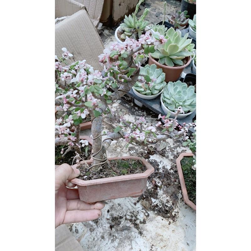 Cành Vàng Lá Ngọc